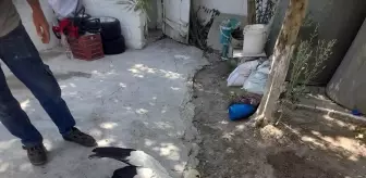 Yaralı Leylekler Tedavi Altına Alındı
