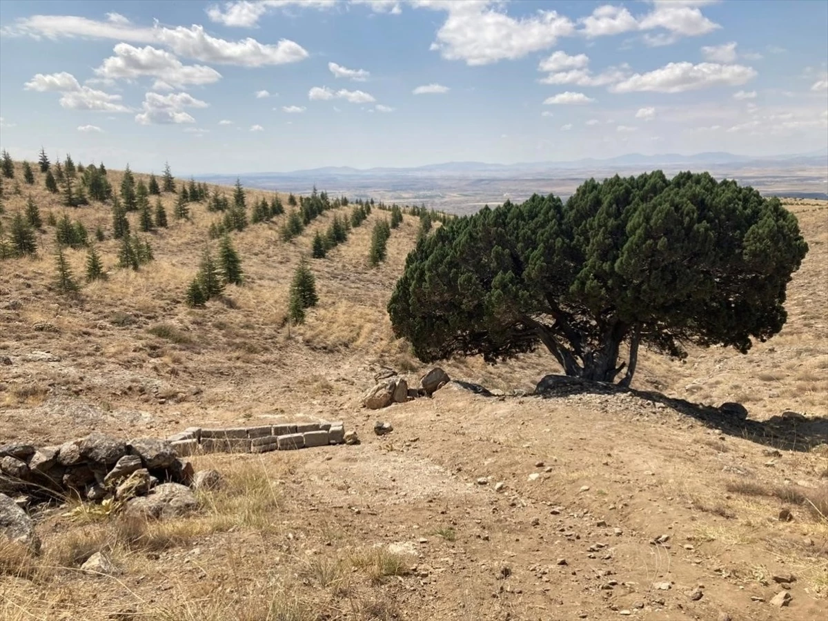 Nevşehir ilindeki anıt ağaçlarının tespiti tamamlandı