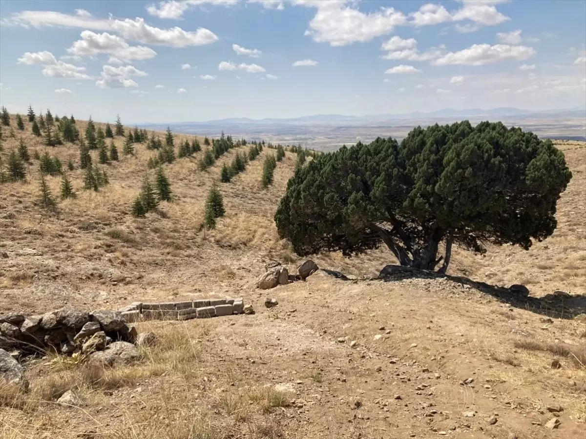 Nevşehir ilindeki anıt ağaçlarının tespiti tamamlandı