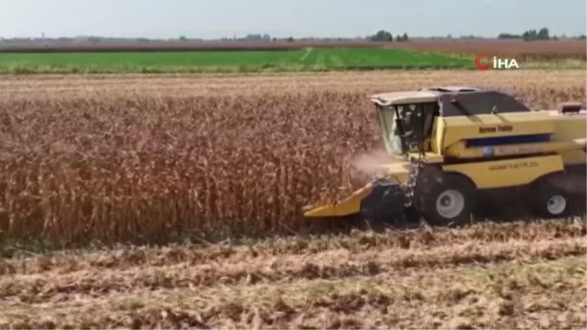 Osmaniye Türkiye\'de 6. sırada mısır üretimi yapıyor