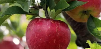 Rüyada elma görmek ne anlama geliyor? Rüyada yeşil, sarı, kırmızı elma görmek neye işaret eder? Rüyada çürük elma görmenin tabiri nedir?