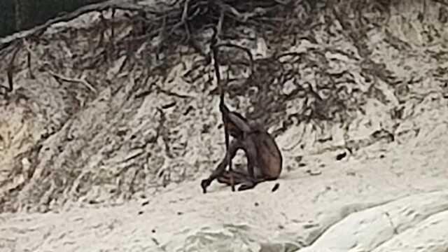 Uzun yıllardır efsane olarak anlatılan 'kurt adam' turistler tarafından böyle görüntülendi