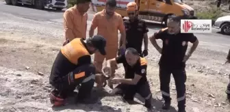 Yangın ortasında kalan kaplumbağayı Ümraniye Belediyesi ekipleri kurtardı