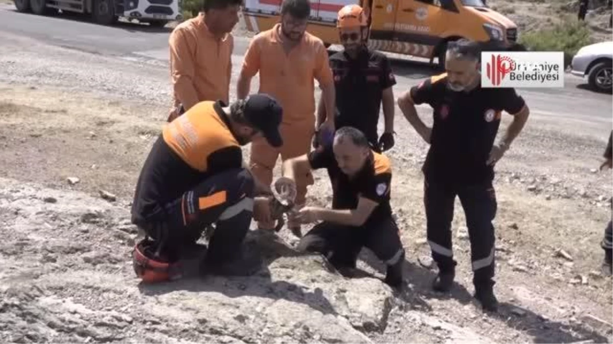 Yangın ortasında kalan kaplumbağayı Ümraniye Belediyesi ekipleri kurtardı