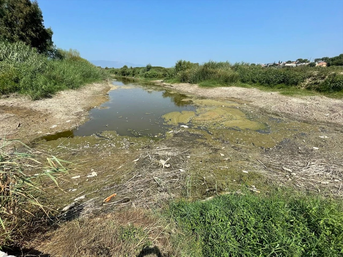 Büyük Menderes Nehri\'nde Kuraklık Nedeniyle Toplu Balık Ölümleri