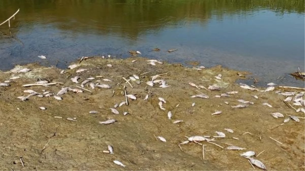 Büyük Menderes Nehri\'nde Toplu Balık Ölümleri Yaşanıyor