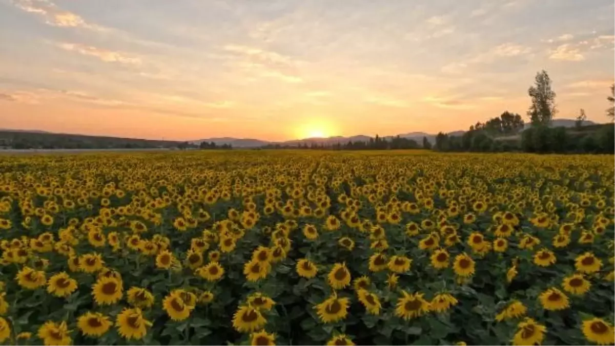 Kelkit Belediyesi Ayçiçek Yağı Fabrikası Kurmayı Planlıyor