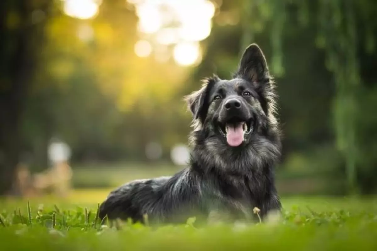 Hepsiburada, Dünya Köpekler Günü için anlamlı bir kampanya başlattı