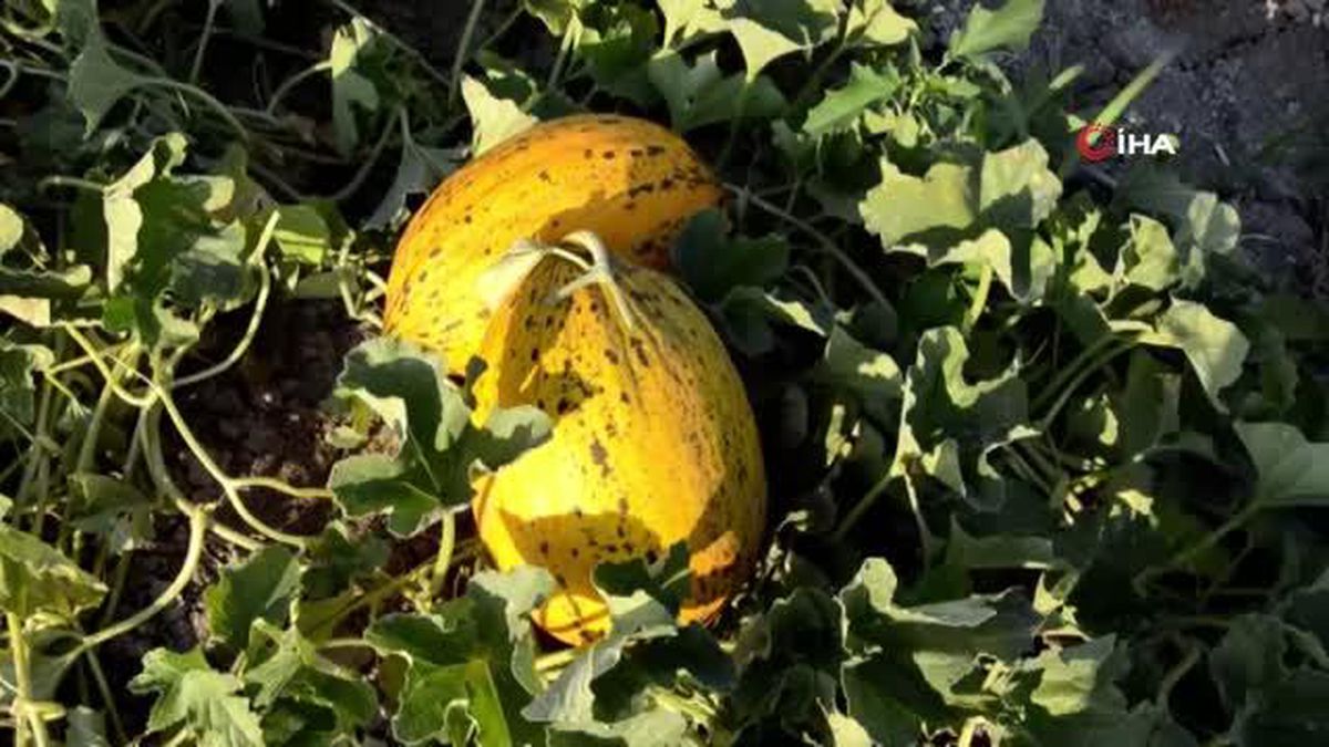 Kırkağaç Kavununda Yılın İlk Hasadı Yapıldı