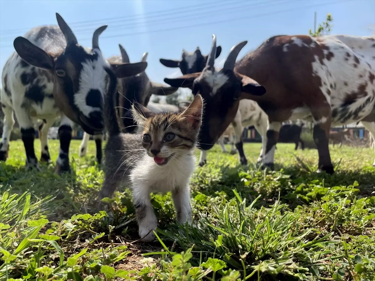 Antalya\'da ormanlık alanda bulunan kedi yavrularına sahip çıkıldı