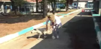 Protez patili 'Benek' yürümeye başladı