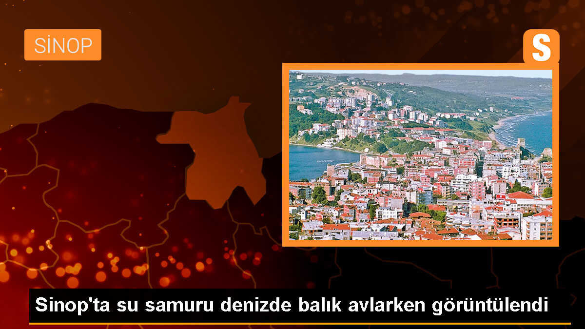 Nesli Tükenmekte Olan Su Samuru Sinop\'ta Görüntülendi