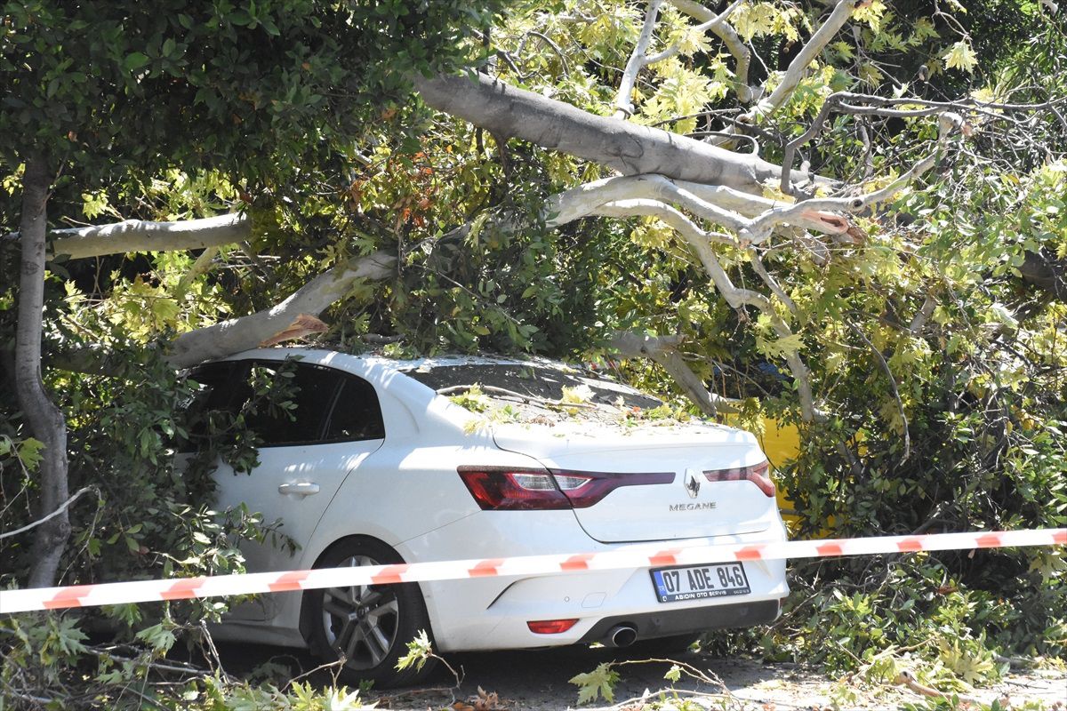 Antalya\'da çürüyen çınar ağacı park halindeki 5 araca zarar verdi