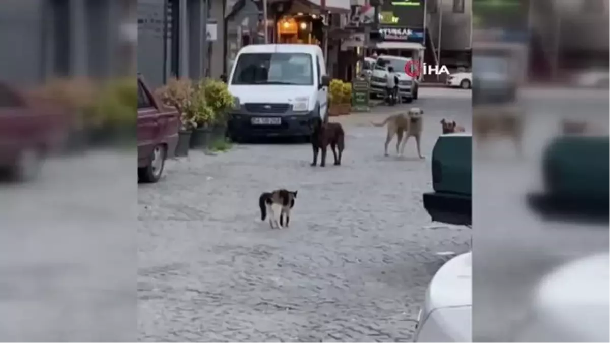 Cesur kedi boyundan büyük 3 köpeğe kafa tutup sokaktan geçirmedi