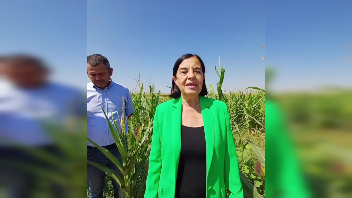 CHP Milletvekili Jale Nur Süllü, Eskişehir\'de mısır üreticilerini ziyaret etti