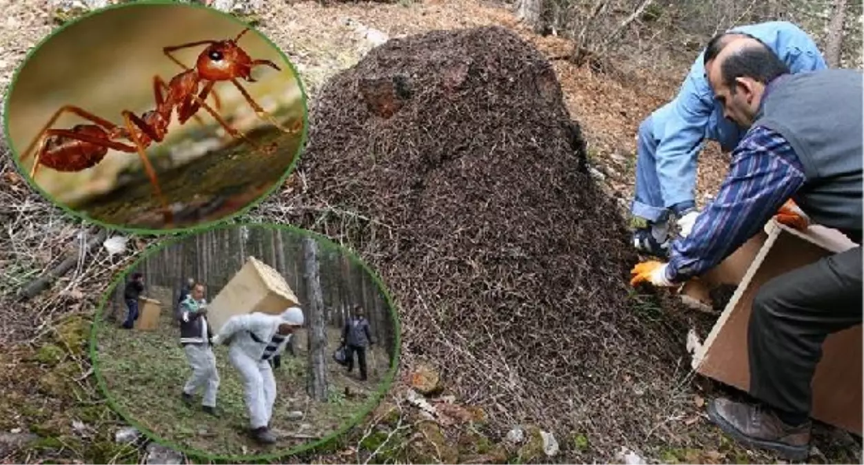 Ormanlarda zararlı böceklerle mücadele için kırmızı orman karıncaları kullanılıyor