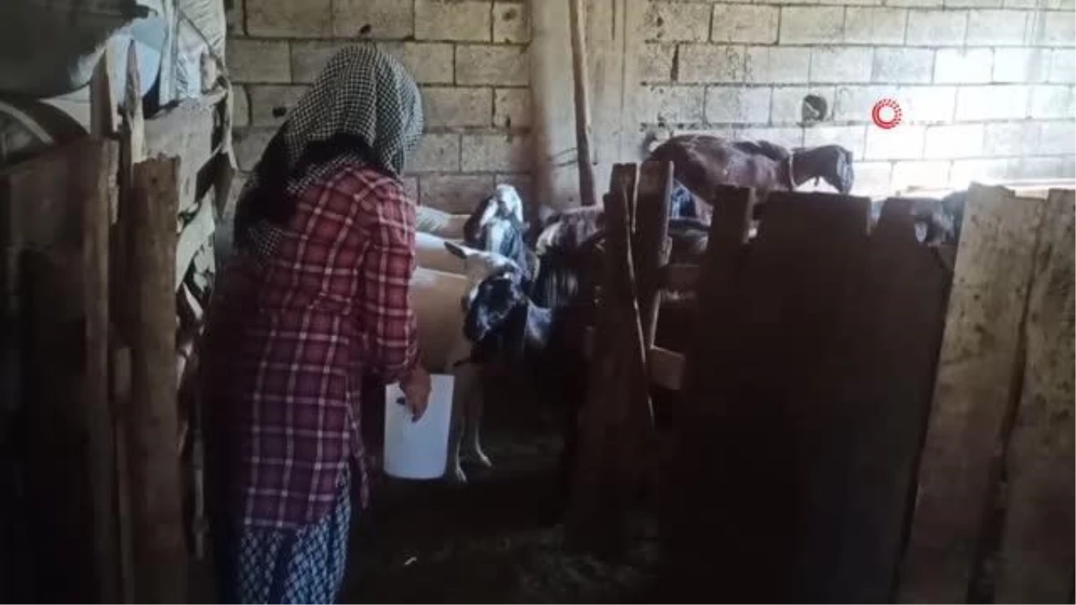 Köyünde yaptığı peynir geçim kaynağı oldu 2 çocuk annesi kadın, hayali olan çiftliği kurmak istiyor