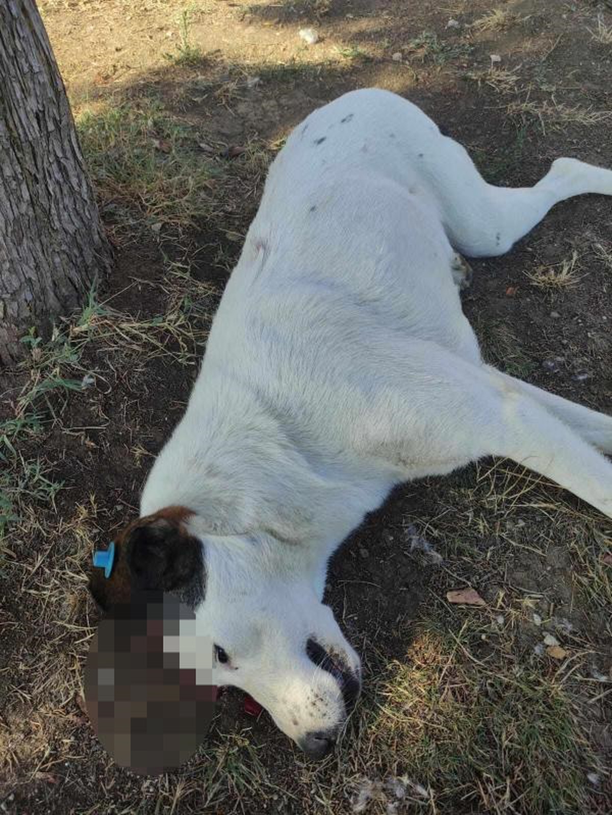 İzmit\'te sokak köpeği tabanca ile öldürüldü