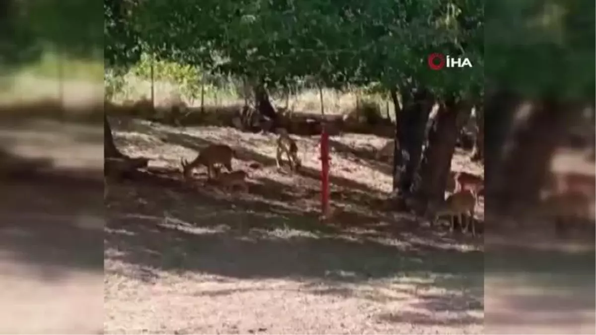 Sürü halinde köye inen yaban keçileri böyle görüntülendi