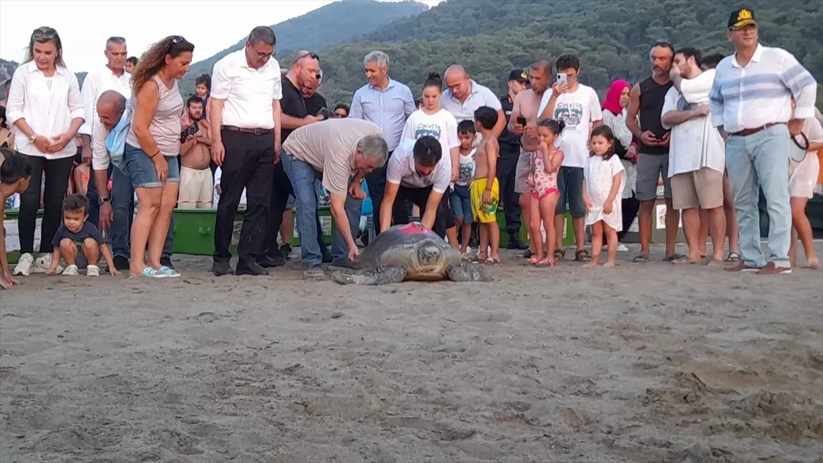 Tedavileri tamamlanan caretta carettalar denize bırakıldı