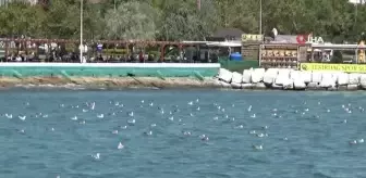 Tekirdağ sahilinde martılar ekmek için adeta kavga etti