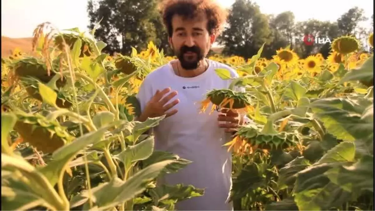 Trakya değil Yüksekova...Ayçiçek tarlası fotoğraf çektirmek isteyenlerin uğrak mekanı oldu