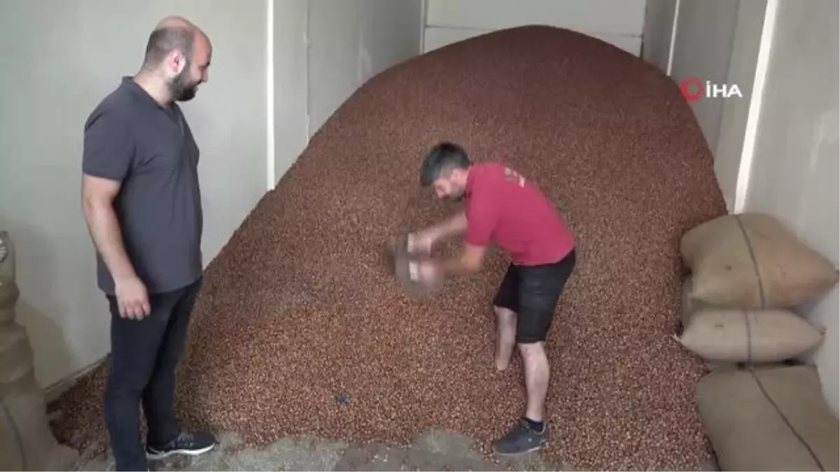 Türkiye, son 10 yılda fındık ihracatından 20 milyar dolar girdisi sağladı