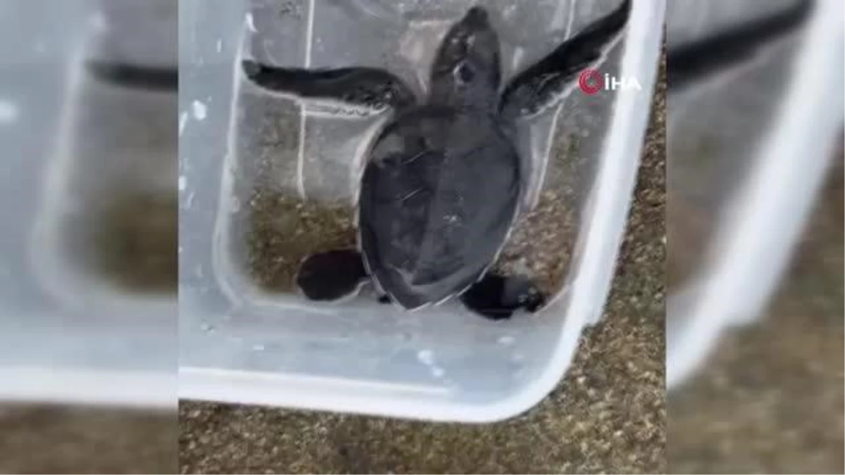 Yaralı yavru yeşil deniz kaplumbağası tedavi altına alındı
