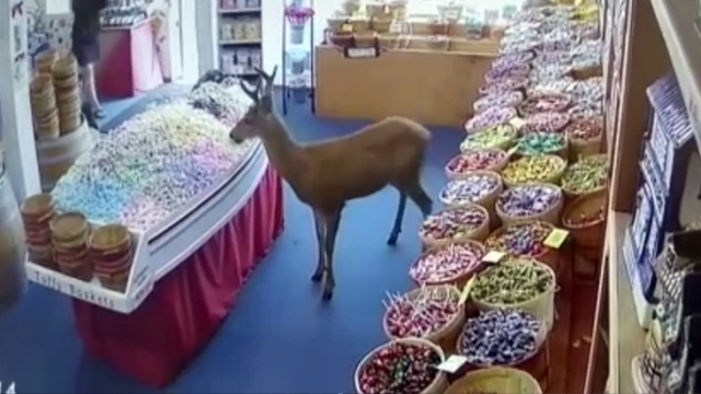 ABD'de şaşkın geyiğin şekerci dükkanına ziyareti gülümsetti