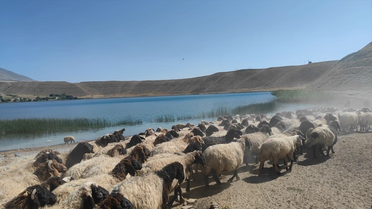 Adilcevaz\'da çobanlar küçükbaş hayvanların su ihtiyacını Aygır Gölü\'nden karşılıyor