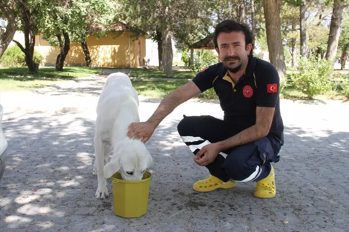 Kayseri\'de Sağlık Çalışanları Yaralı Köpeği Tedavi Ederek Sahiplendi