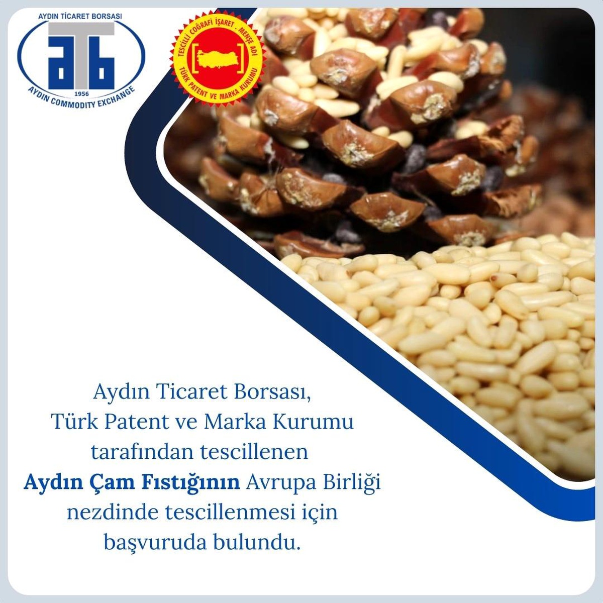 Aydın Çam Fıstığı Avrupa Birliği\'nde Tescil İçin Başvuruda Bulundu