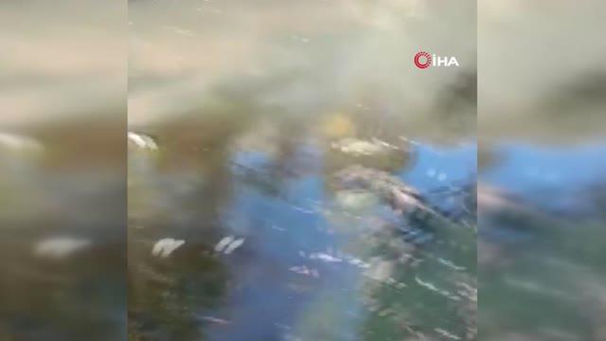 DSİ kapakları kapattı balıklar öldü