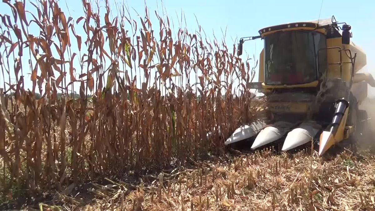 Mısır Üreticisi Ahmet Demirci: Mısır Fiyatları Çiftçiyi Kurtarmıyor