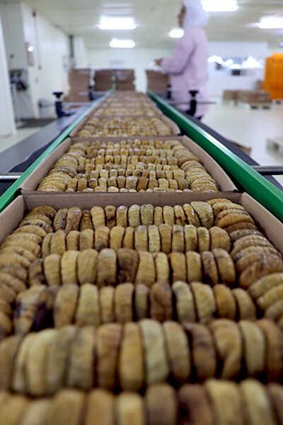 Kuru incir ihracatı son 11 ayda ülkeye 241 milyon dolar kazandırdı Kuru incir ihracatı son 11 ayda ülkeye 241 milyon dolar kazandırdı