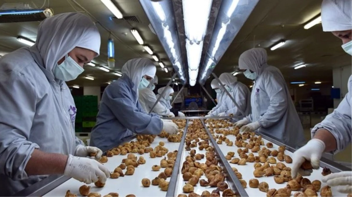 Son 11 ayda 241 milyon dolarlık kuru incir ihracatı yapıldı