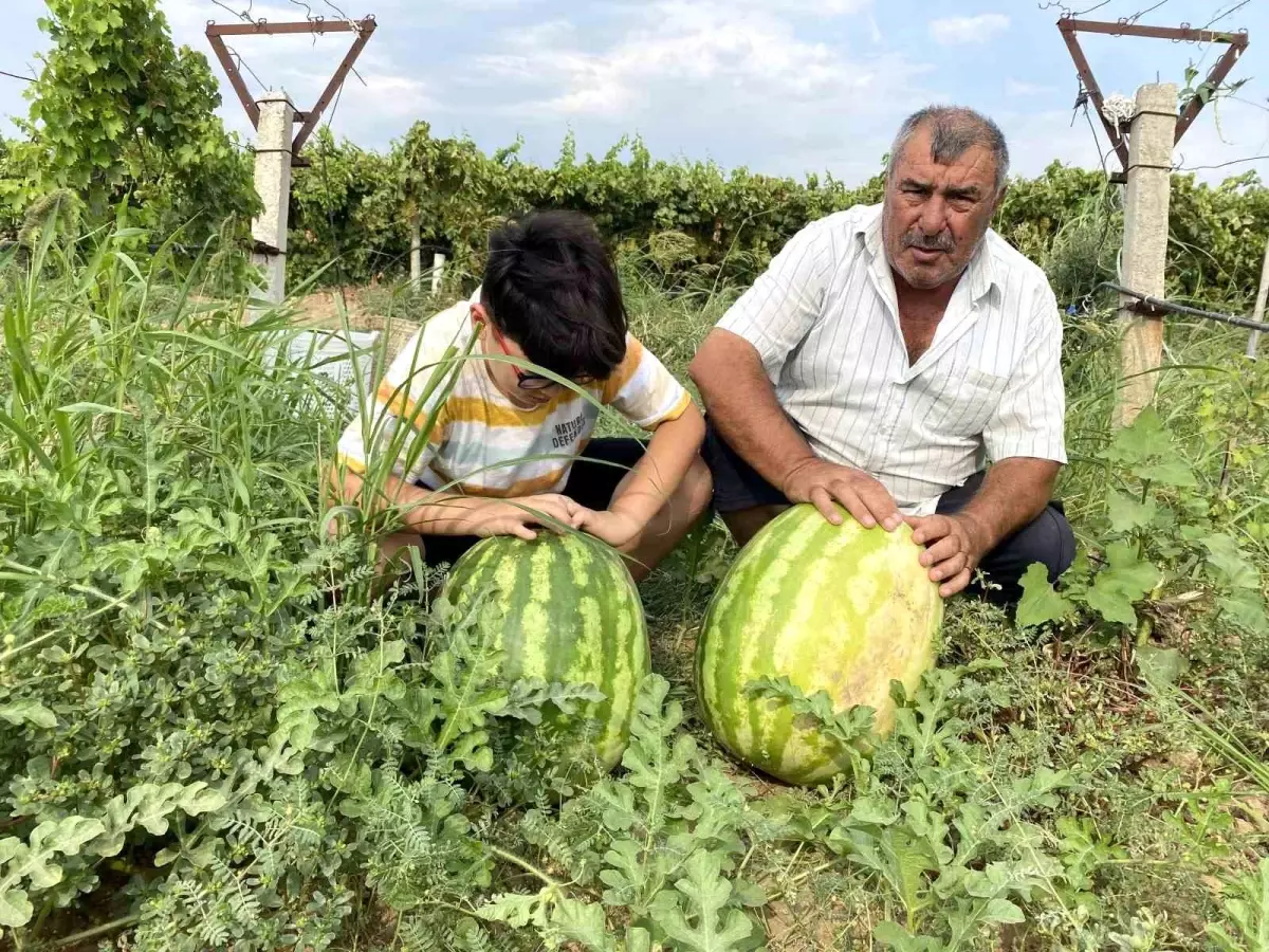 Manisa\'da Yenice Üzüm Bağına Karpuz Diken Üreticiden Dev Karpuzlar