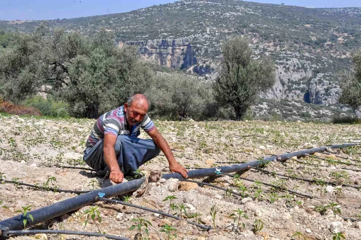 Mersin Büyükşehir Belediyesi Tarımsal Destekleriyle Zeytin Üreticisine Yardım Etti