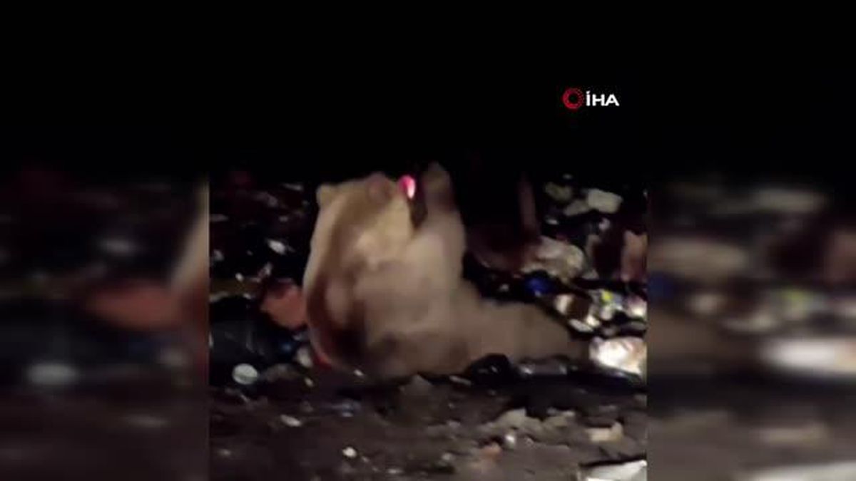 Sevimli ayının gazlı içeceği başına dikip içmesi kamerada