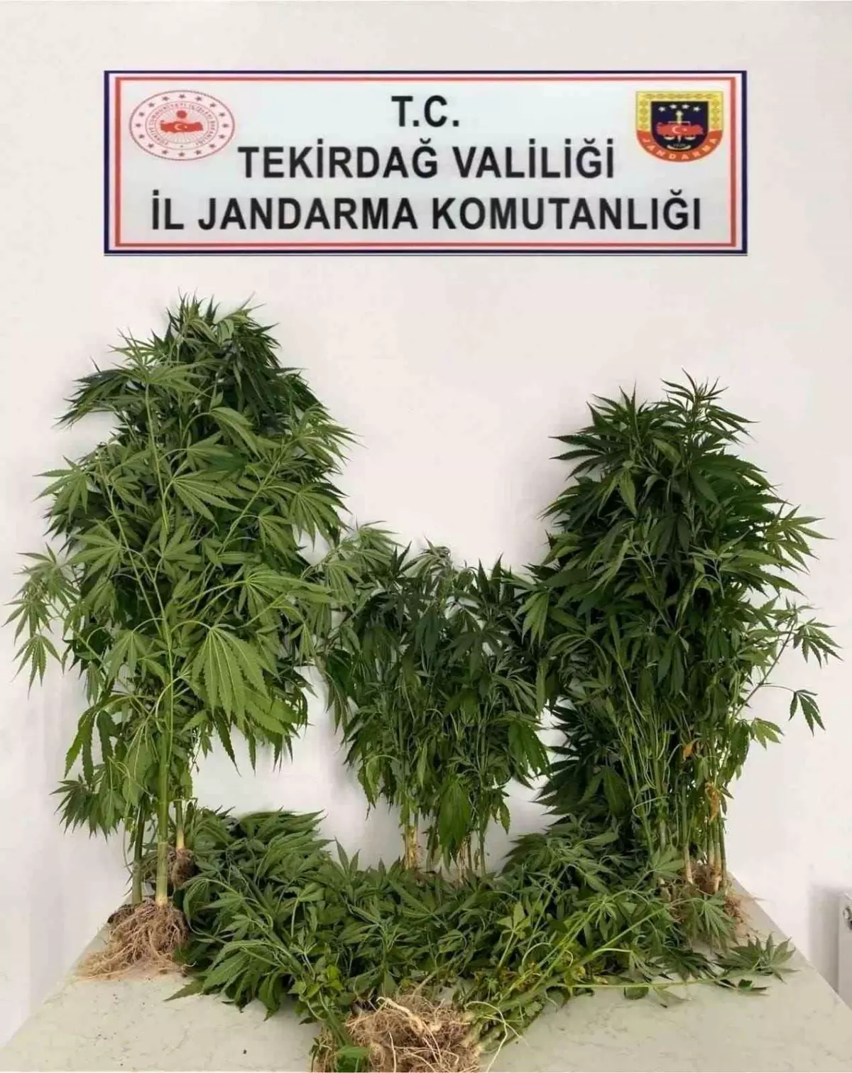 Tekirdağ\'da Uyuşturucu, Ruhsatsız Tabanca ve Kaçak İçki Ele Geçirildi