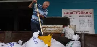 Trabzon'da TMO fındık alımları başladı