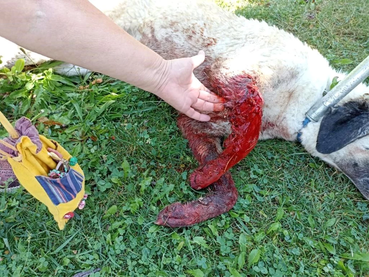 Eskişehir\'de Kimliği Belirsiz Şahıs Tarafından Tüfekle Vurulan Köpek Yaralandı