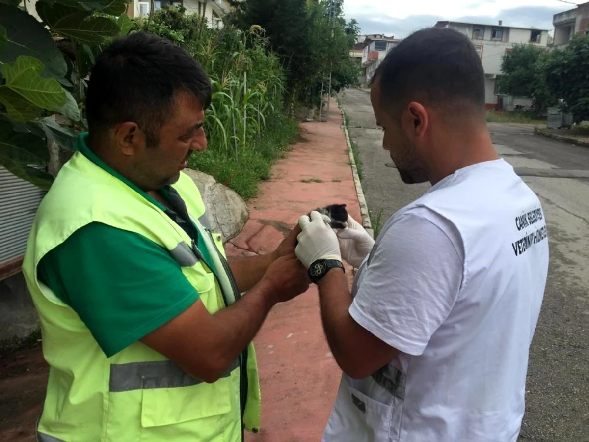 Samsun Canik Belediyesi Sokak Hayvanlarının Sağlık Tedavilerini Gerçekleştiriyor