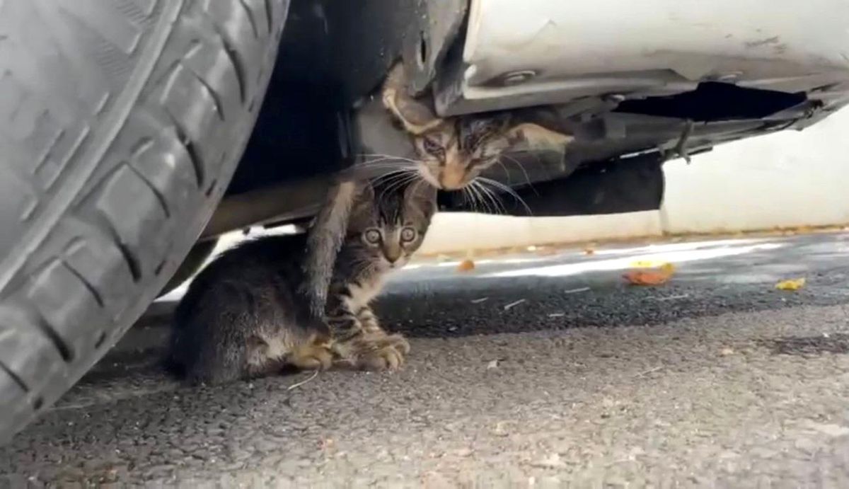 Güngören\'de Sokakta Mahsur Kalan Yavru Kedi İtfaiye Tarafından Kurtarıldı