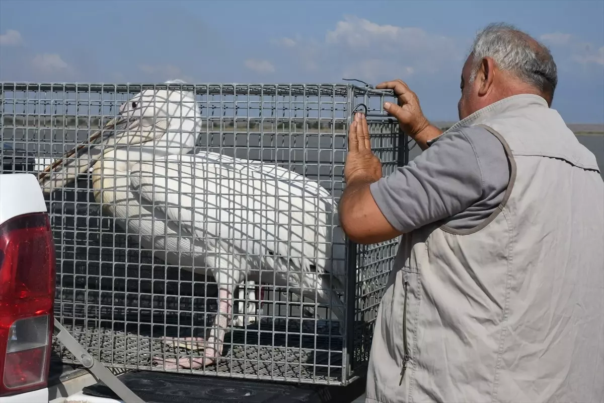 Hatay\'da bulunan ak pelikan doğaya salındı