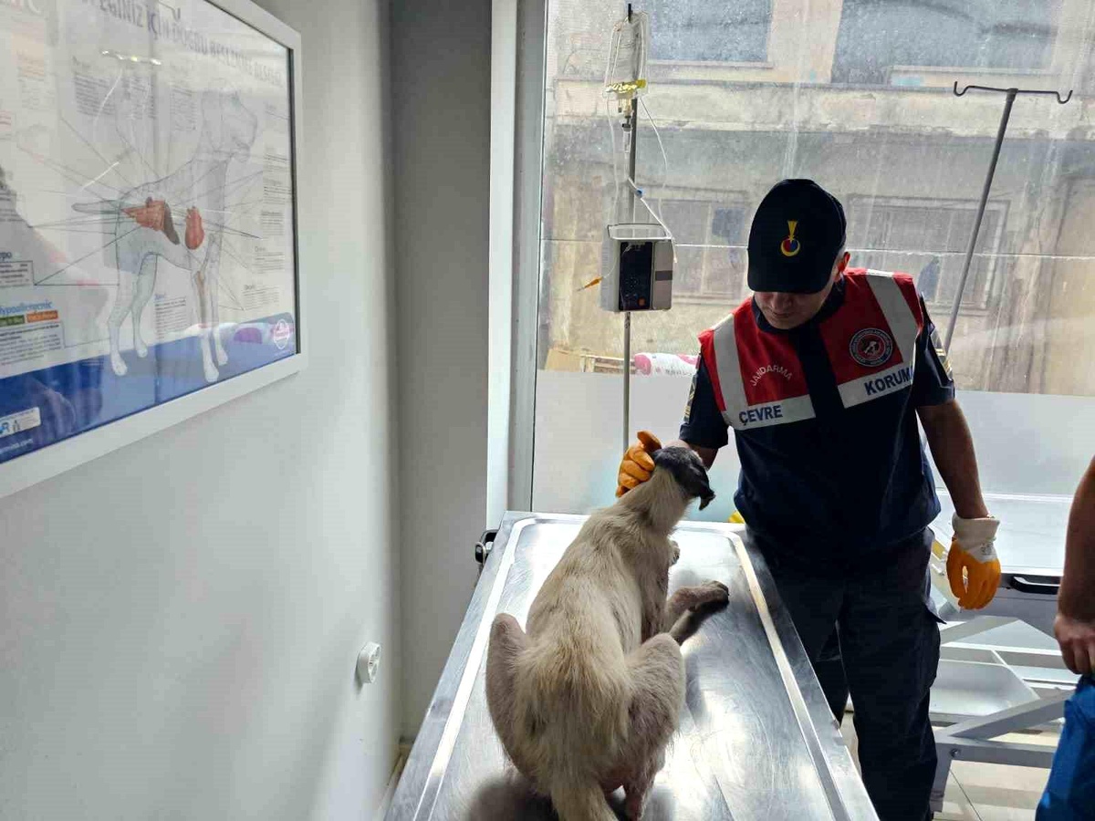 Sinop\'ta yardıma muhtaç köpek jandarma tarafından veterinere teslim edildi