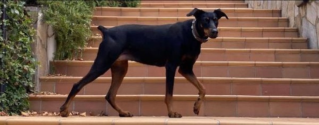 Ünlü ekonomist Korhan Berzeg'in kayıp köpeği 74 gün sonra eve geri döndü