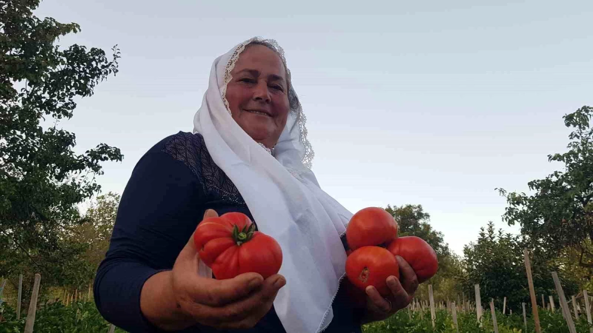 Safranbolu\'da yerli ve coğrafi işaret tescilli maniye domatesinin hasadı başladı