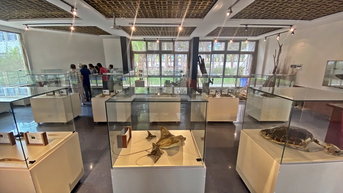 Mersin Üniversitesi Deniz Canlıları Müzesi\'nde İskelet Sergileme Çalışmaları