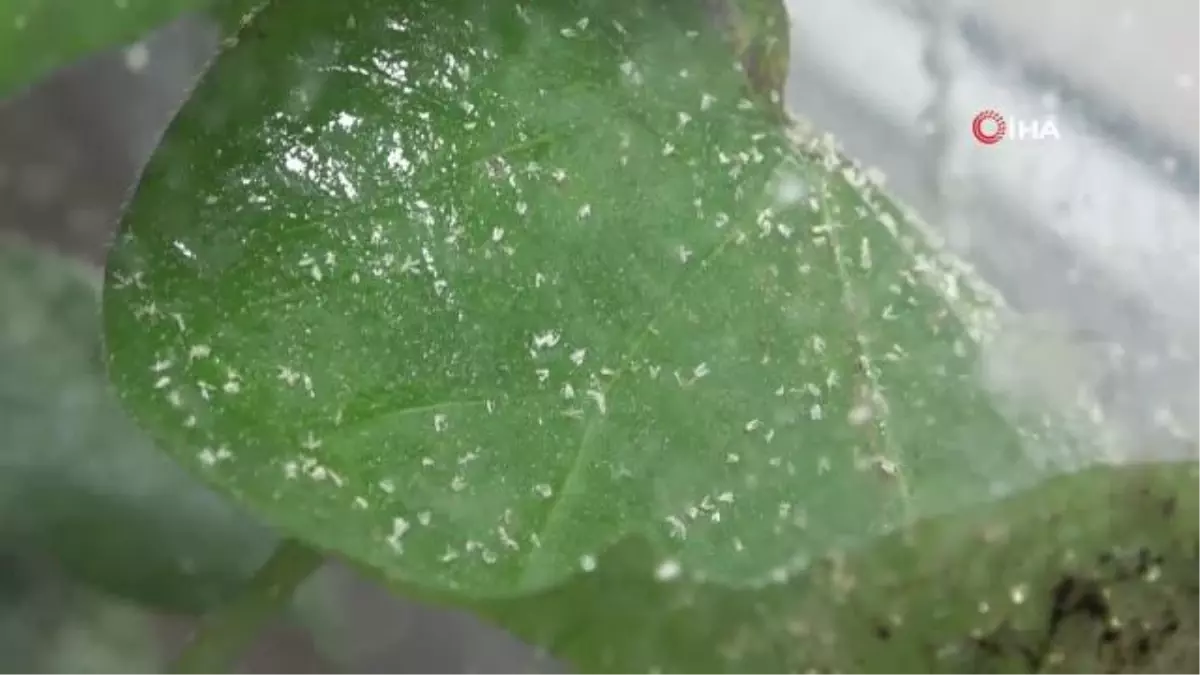 Sıcak Hava ve Nem Beyazsinek Popülasyonunu Arttırdı